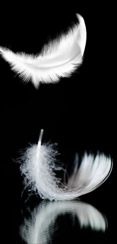 Elegant white feather on a black background wallpaper.