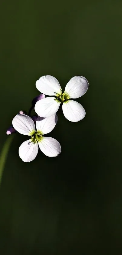 Delicate white blossoms on a dark green background, minimalist design.