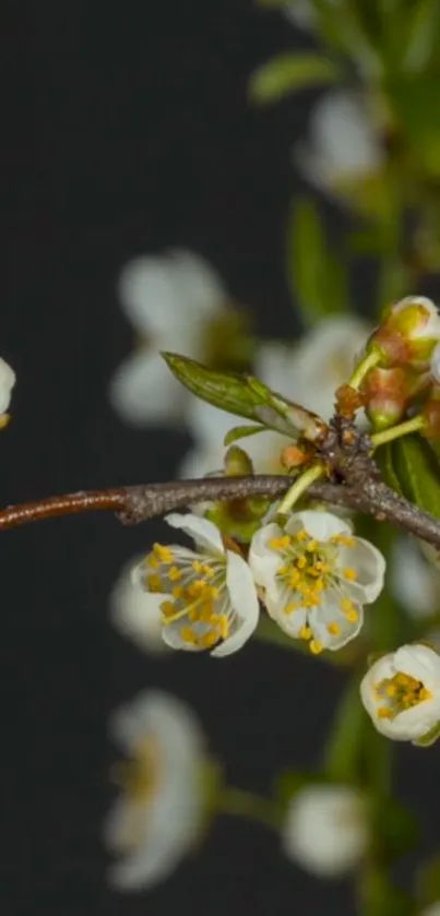 Minimalist wallpaper featuring white blossoms on a dark background.