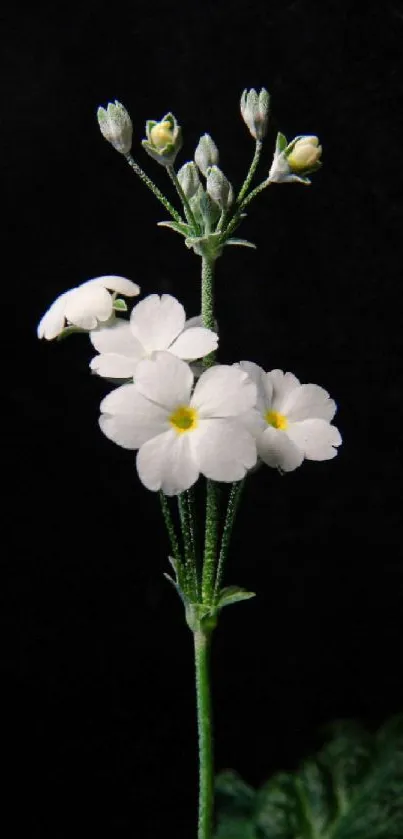 Delicate white flowers on a dark background, minimalist wallpaper design.