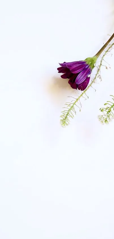 Minimalist wallpaper with a purple flower on a white background.