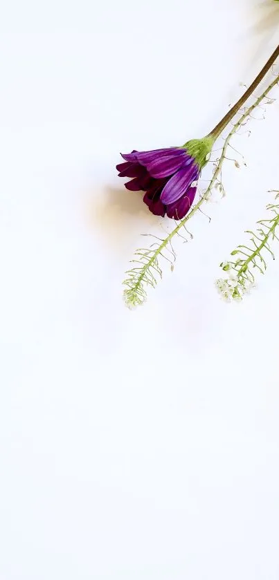 Minimalist phone wallpaper with a purple flower on white background.