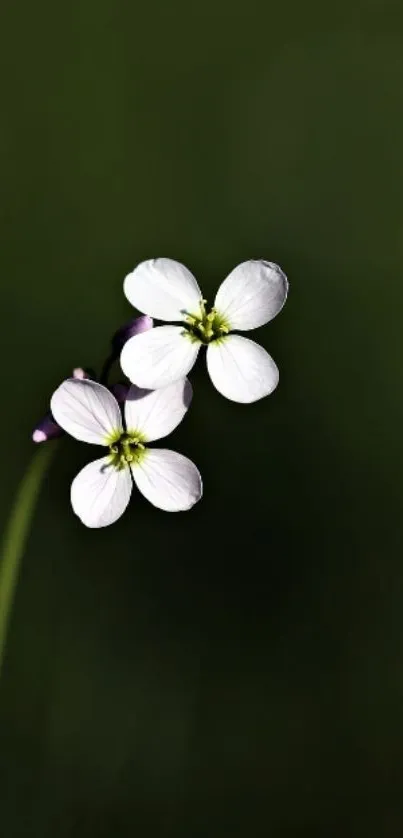 Elegant white flowers with dark green background, minimalist and serene.