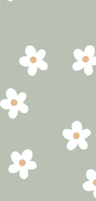 Sage green wallpaper with white daisies