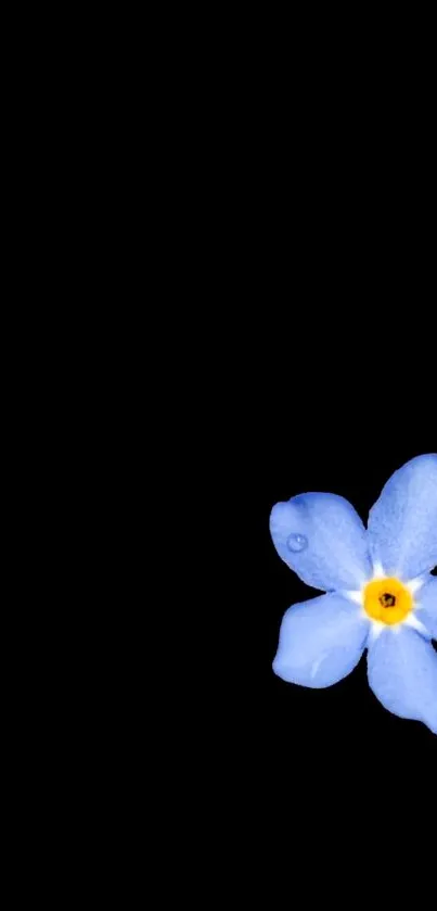 Minimalist wallpaper with blue flower on black background.