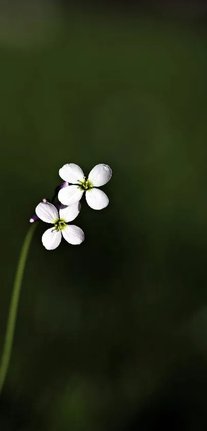 White flower on dark green background, minimalist mobile wallpaper.