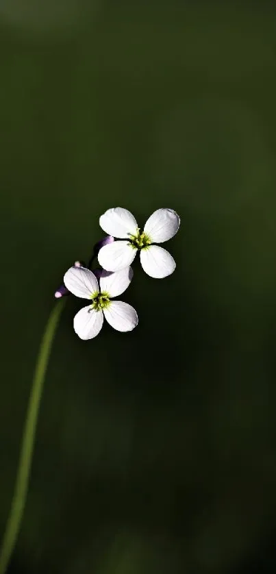 Minimalist wallpaper with white flowers and dark green background.