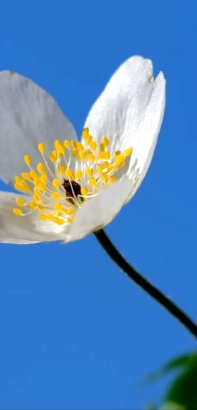 White flower with yellow center on a bright blue sky background.