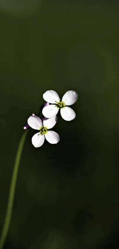 Minimalist wallpaper with small white flowers on dark green background.