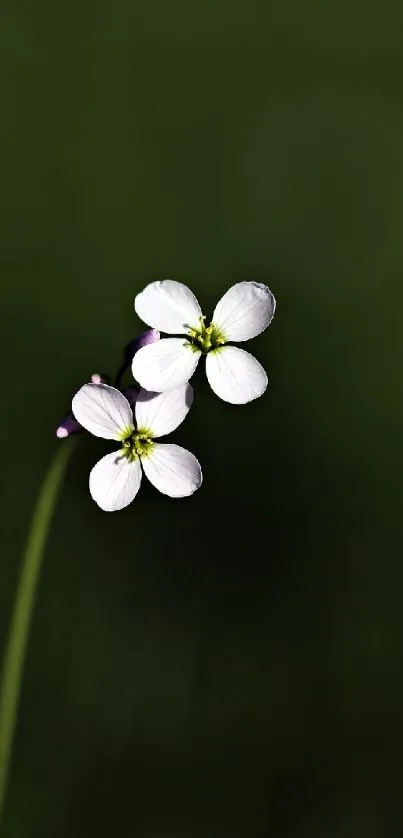 Delicate white flower on dark green background mobile wallpaper.