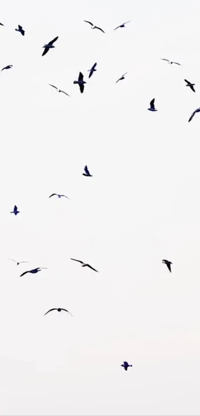 Minimalist wallpaper of birds flying against a white sky.