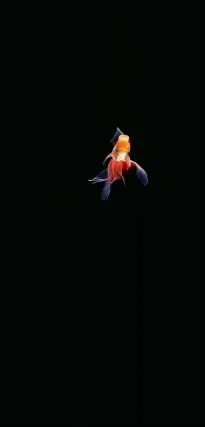 Minimalist goldfish on black background wallpaper.