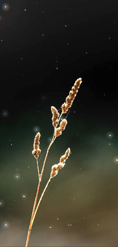 Minimalist grass plant on a dark background wallpaper.