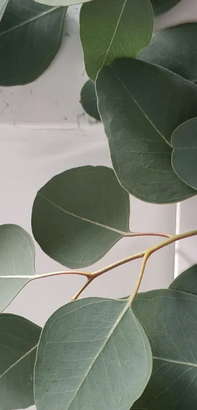 Minimalist dark green eucalyptus leaves on marble background wallpaper.