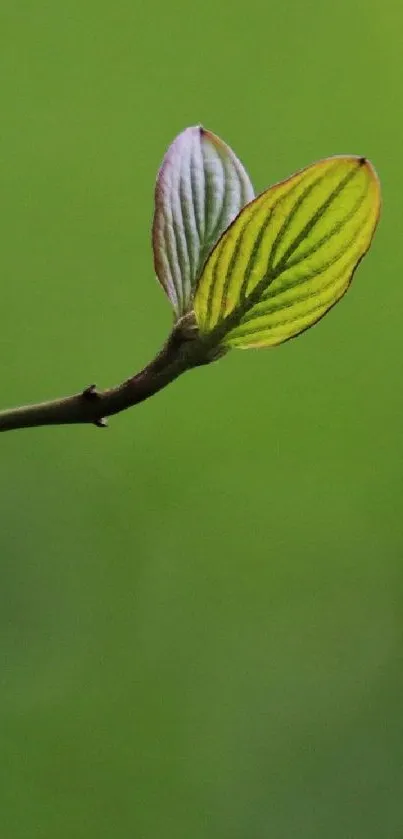 Close-up of a minimalist green leaf on a stem, set against a blurred background.