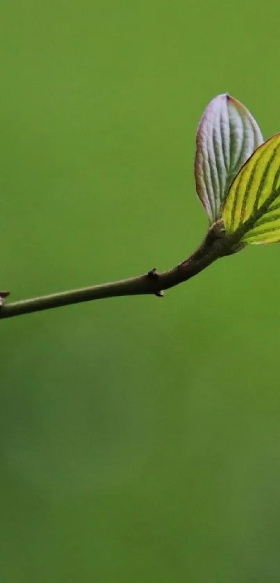 Minimalist green leaf on a stem against a lush green background.