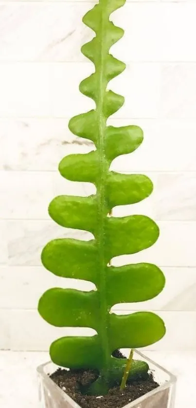 Bright green plant against a white background.