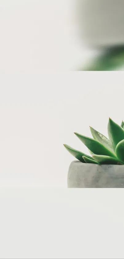 Minimalist green succulent plant in pot with white background.