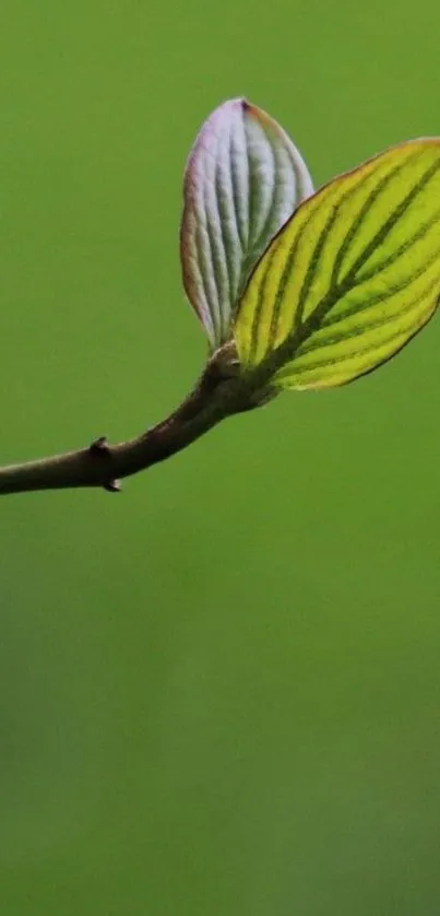 Minimalist green leaf wallpaper with serene background.