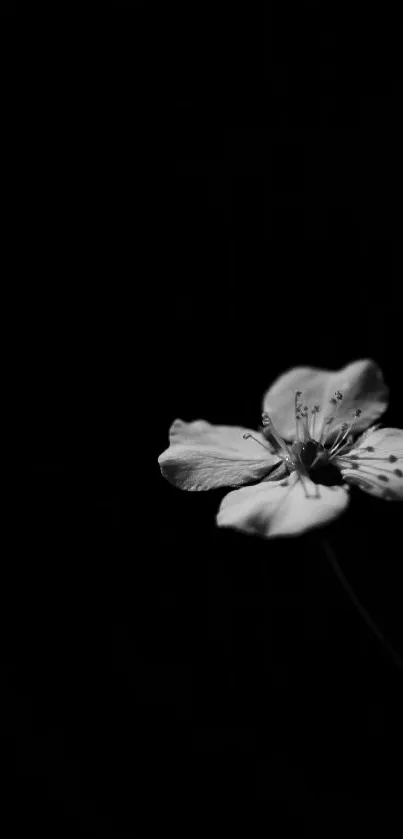 Minimalist black and white flower artwork on dark background.