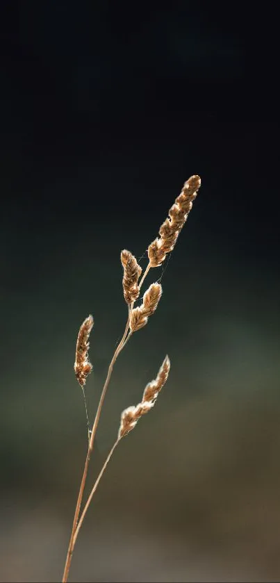 Minimalist nature wallpaper with grass on dark background.