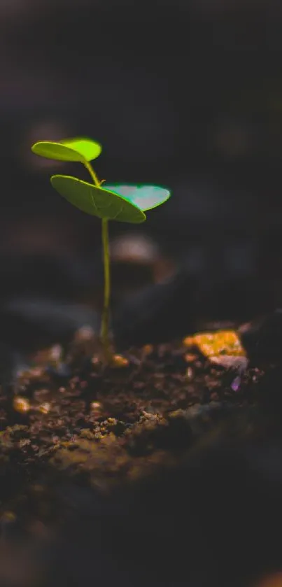 Green seedling growing from dark soil, minimalist nature wallpaper.