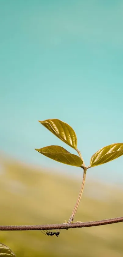 Minimalist mobile wallpaper featuring a green leaf against a sky blue background.