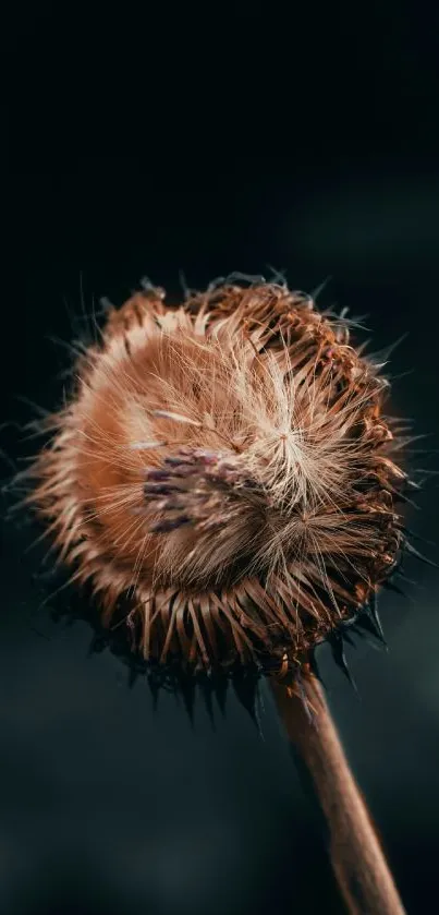 Close-up of a dried plant on a dark background mobile wallpaper.