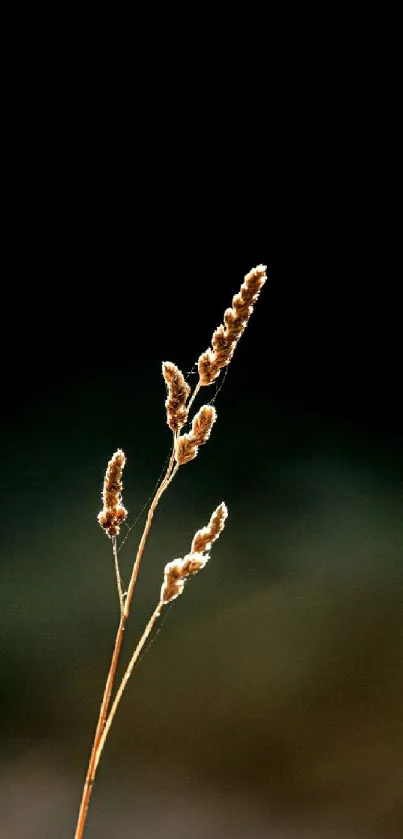 Minimalist nature wallpaper with plant silhouette on dark background.