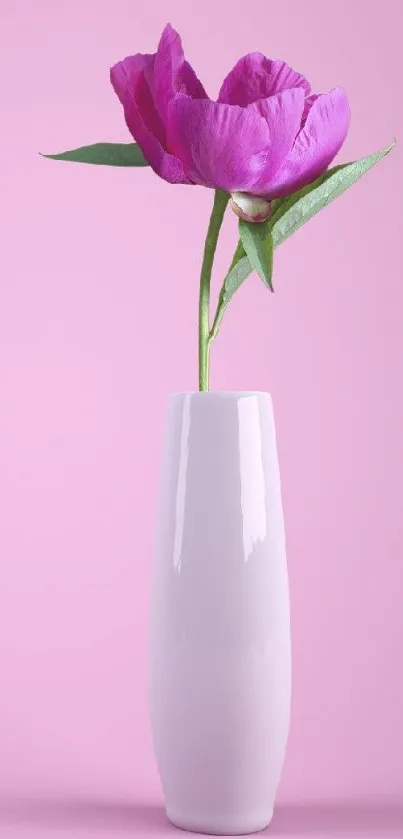 Minimalist wallpaper with pink flower and white vase on a pink background.