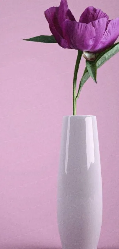 Elegant pink flower in white vase against a pink background.