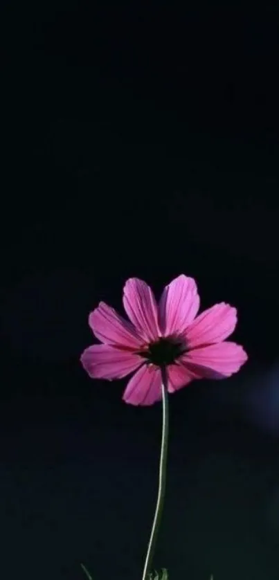 Pink flower against a dark background in minimalist style.