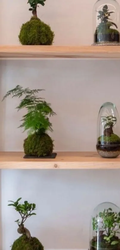 Minimalist shelf with bonsai and kokedama plants in a serene arrangement.