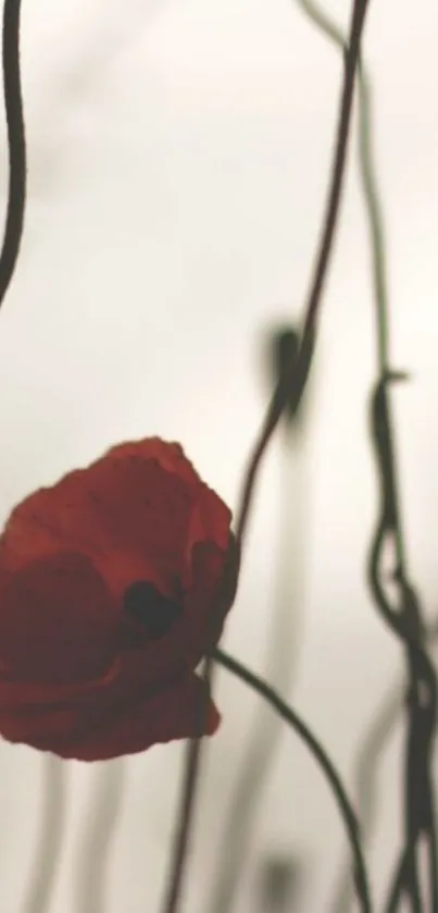 Minimalist wallpaper with red poppy flowers.