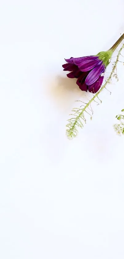 Minimalist wallpaper with a purple flower on a white background.