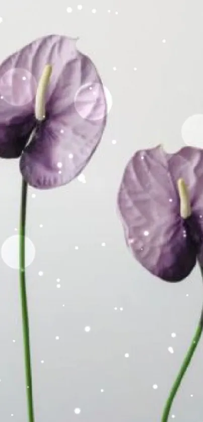 Two purple flowers on minimalist wallpaper with light background.