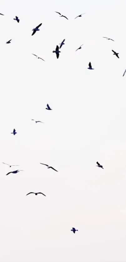 Silhouettes of flying seagulls on a white sky wallpaper.