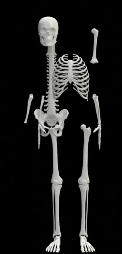 Minimalist skeleton against a black background.