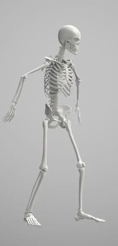 Minimalist skeleton in light gray tones, perfect for mobile wallpaper.