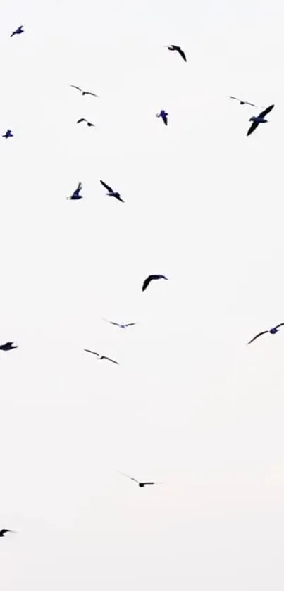 Minimalist wallpaper of birds flying in a white sky.