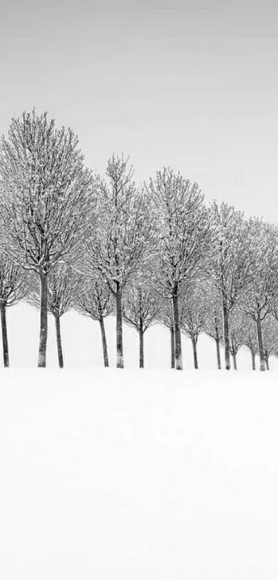 Monochrome wallpaper of a snowy tree line in winter landscape.