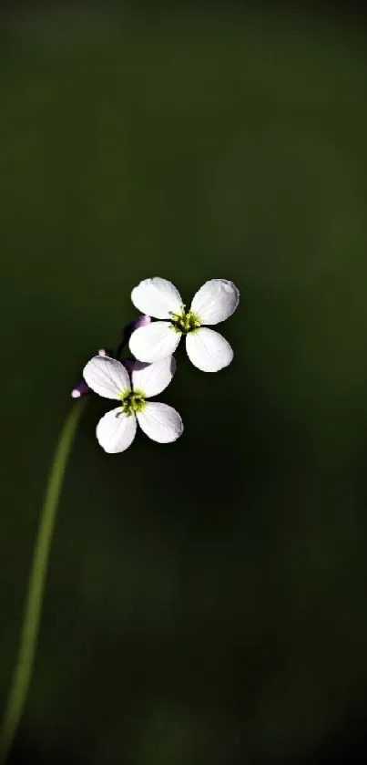 Minimalist white flower on dark green background.