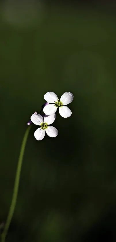 Minimalist wallpaper of a white flower on a dark green background.