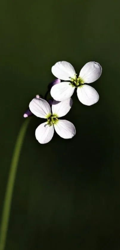 Delicate white flower on dark green background wallpaper.