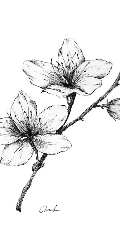 Minimalistic black and white floral sketch wallpaper.