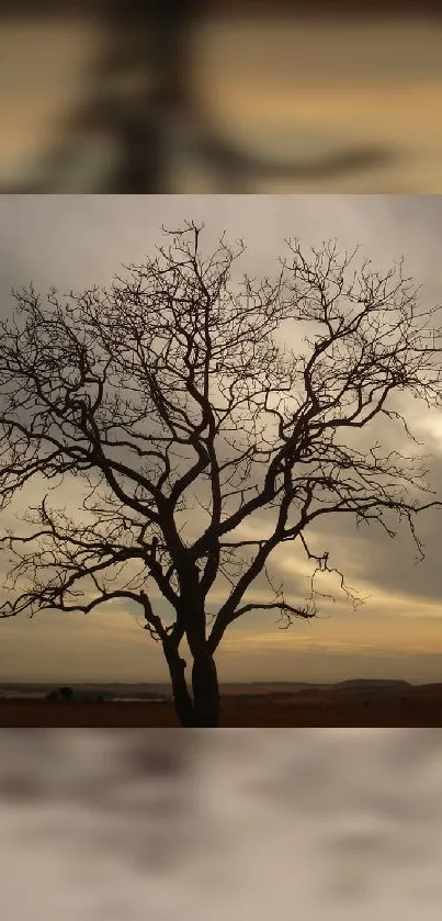 Silhouette of a barren tree against a warm sunset sky.