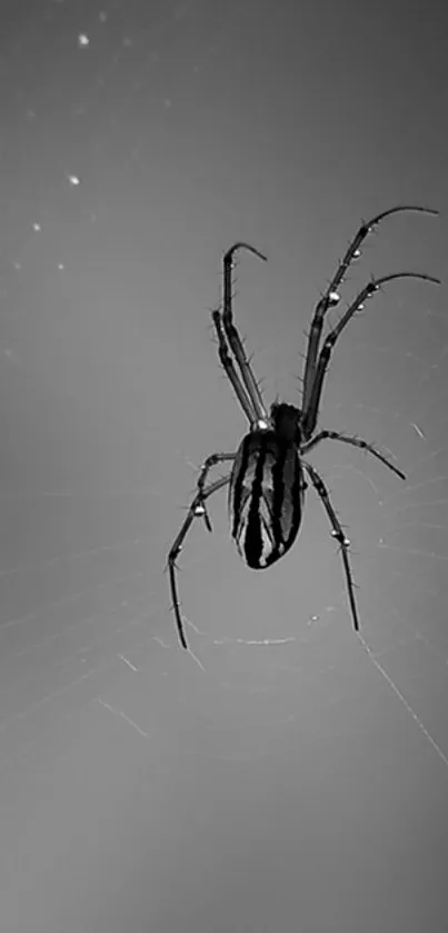 Minimalistic black-and-white spider on web wallpaper.