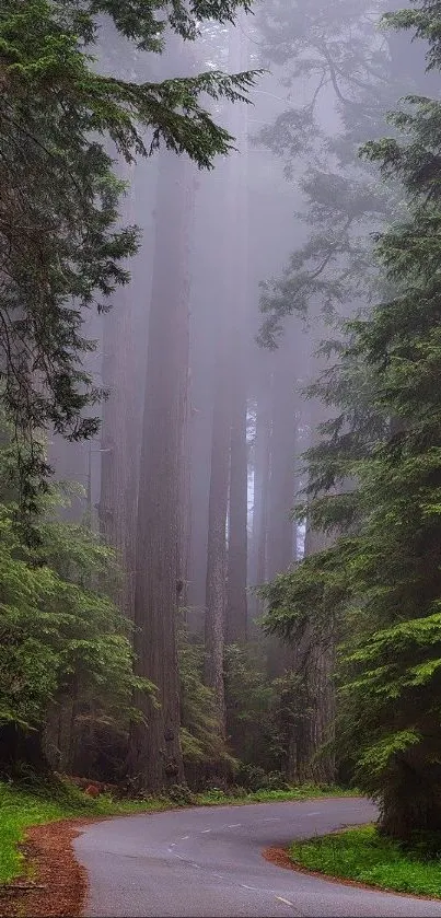 Misty forest path with towering green trees.