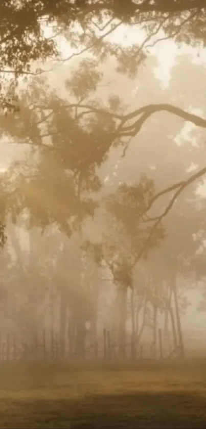 Misty forest wallpaper with trees and fog.