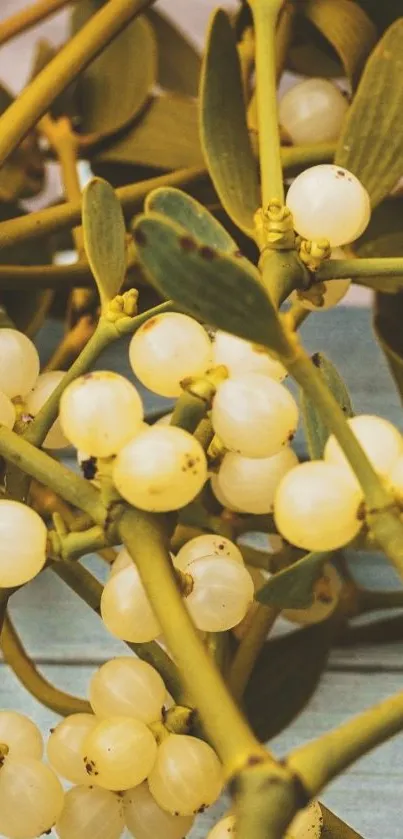 Mistletoe branches with white berries and green leaves.